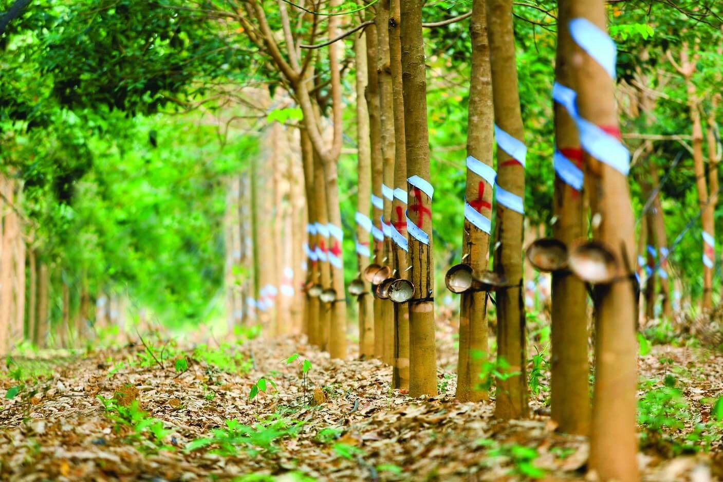 cho thuê đất trồng cây lâu năm Đất trồng cây lâu năm là gì?